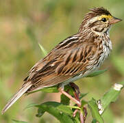 Savannah Sparrow