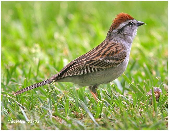 Chipping Sparrow