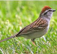 Chipping Sparrow