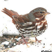 Red Fox Sparrow