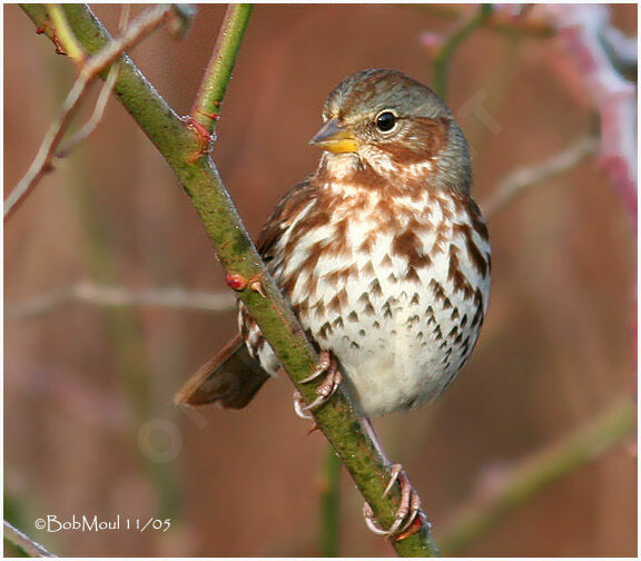 Red Fox Sparrow