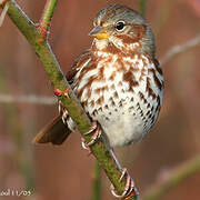 Red Fox Sparrow