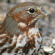 Red Fox Sparrow