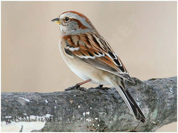 American Tree Sparrow