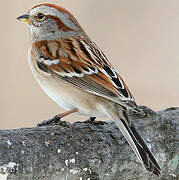 American Tree Sparrow