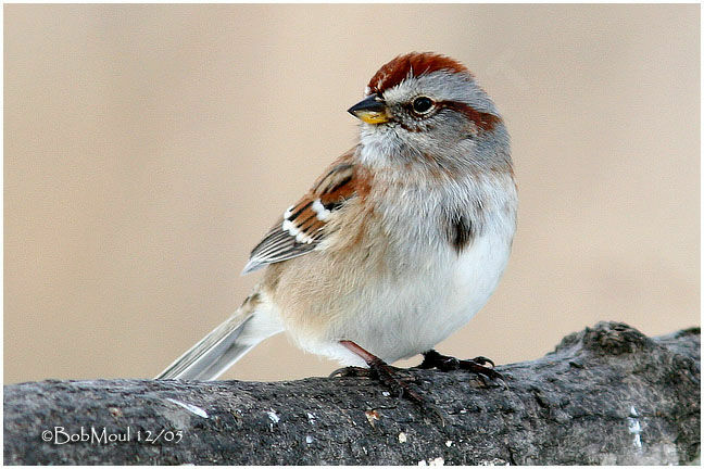 American Tree Sparrow