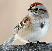 American Tree Sparrow