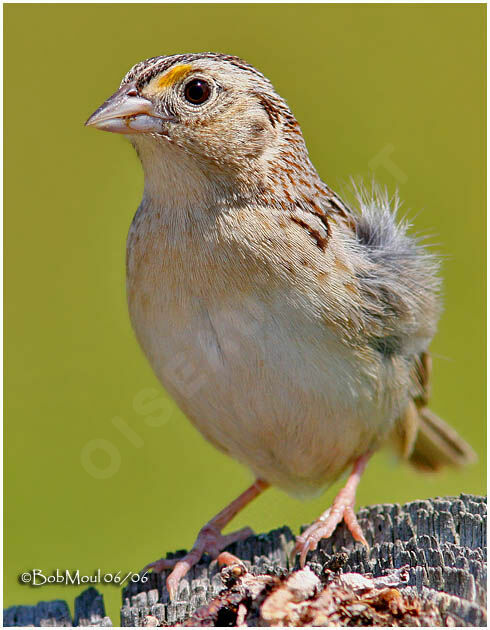 Grasshopper Sparrowadult breeding