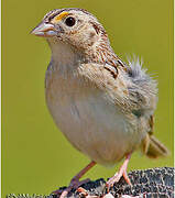 Grasshopper Sparrow