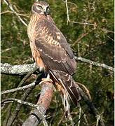 Hen Harrier