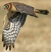 Hen Harrier