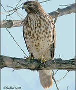 Red-shouldered Hawk