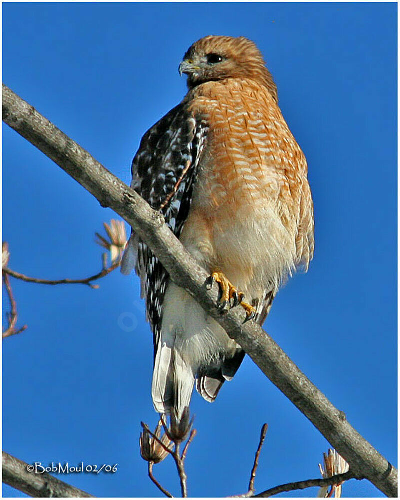 Red-shouldered Hawk