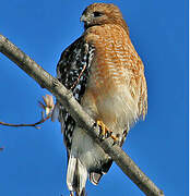 Red-shouldered Hawk