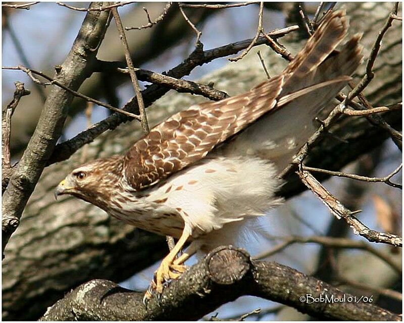 Red-shouldered Hawk