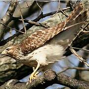 Red-shouldered Hawk