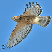 Red-shouldered Hawk