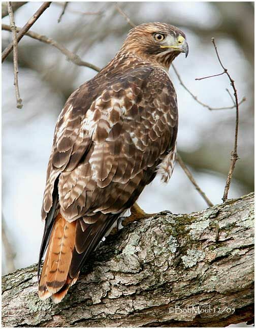 Red-tailed Hawk