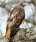 Red-tailed Hawk