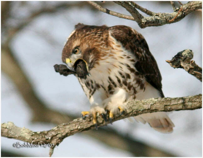 Red-tailed Hawkadult