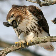 Red-tailed Hawk