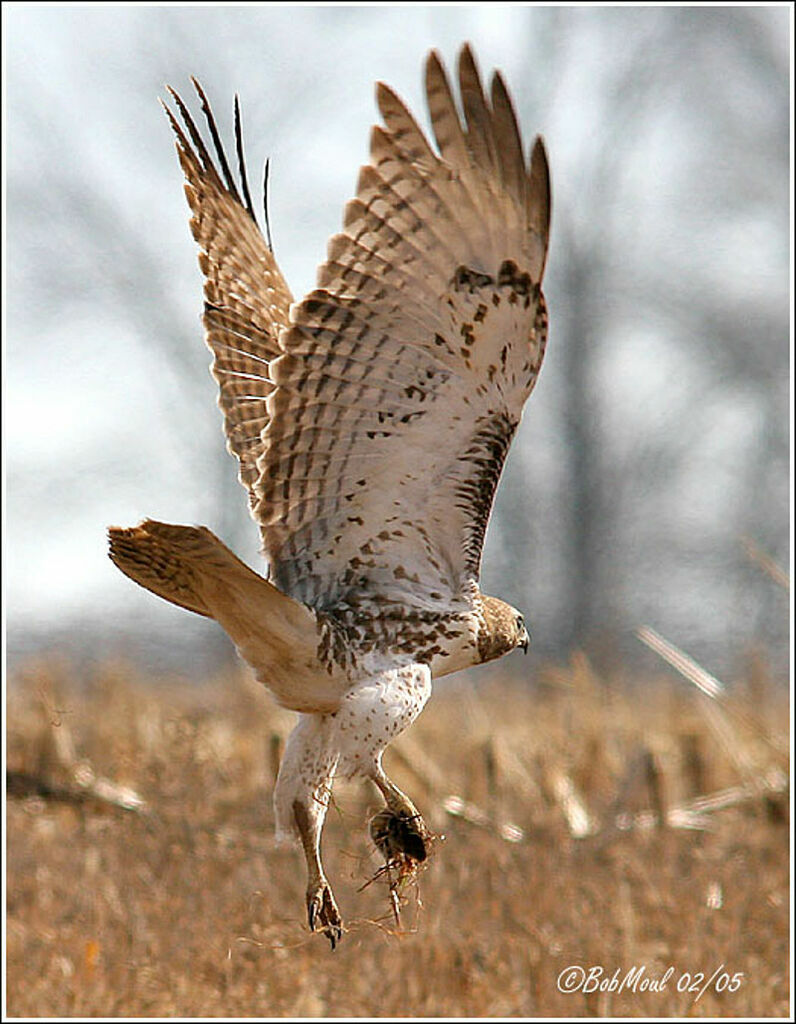 Red-tailed Hawk