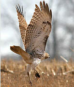 Red-tailed Hawk