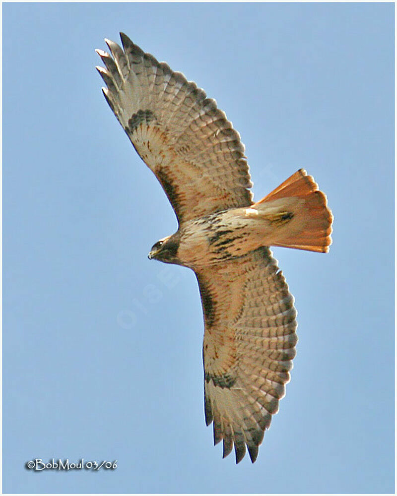 Red-tailed Hawk