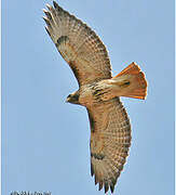 Red-tailed Hawk