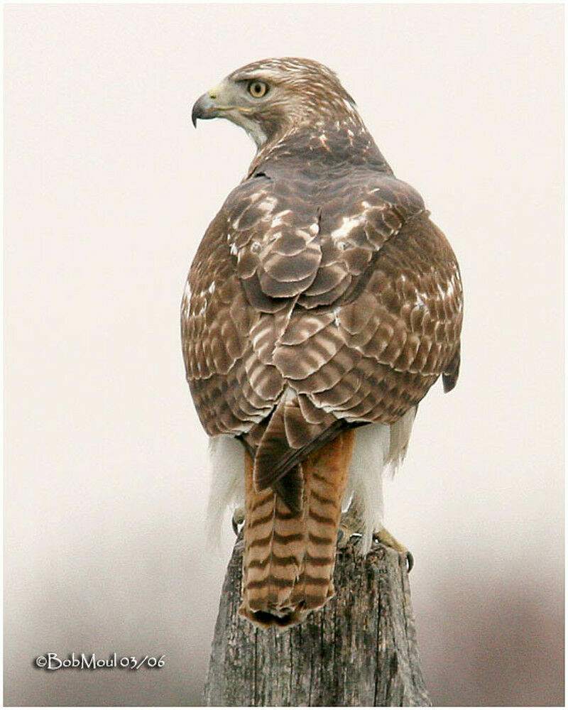 Red-tailed HawkFirst year