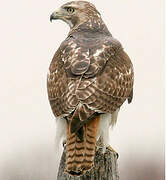 Red-tailed Hawk