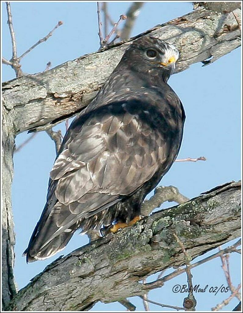 Rough-legged Buzzard