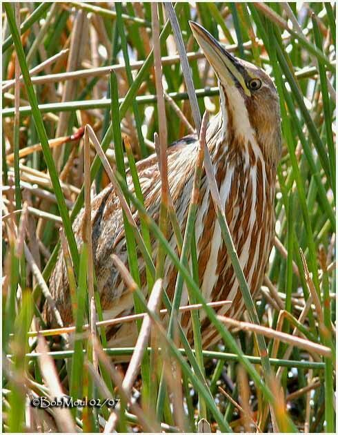 American Bittern