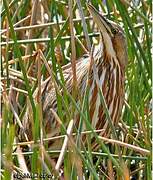 American Bittern