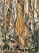 American Bittern