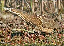 American Bittern