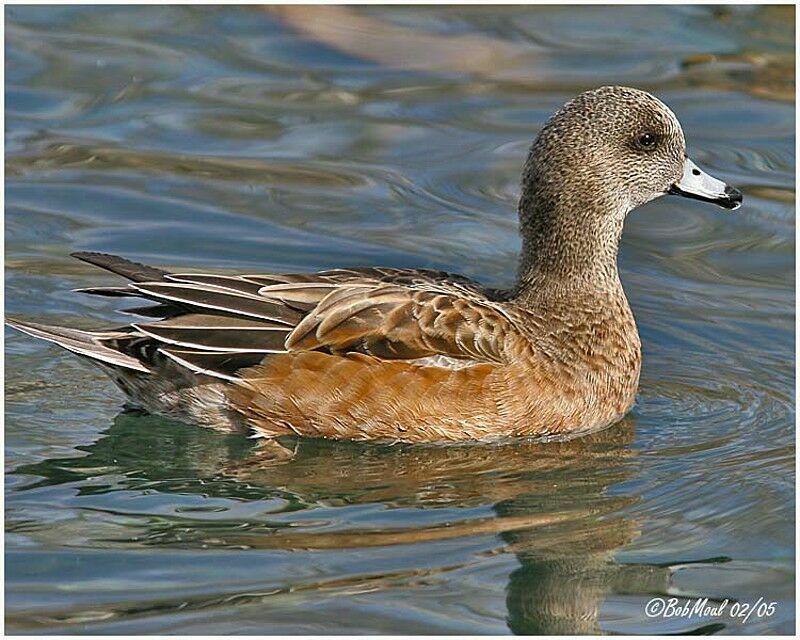 American Wigeon