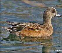 American Wigeon