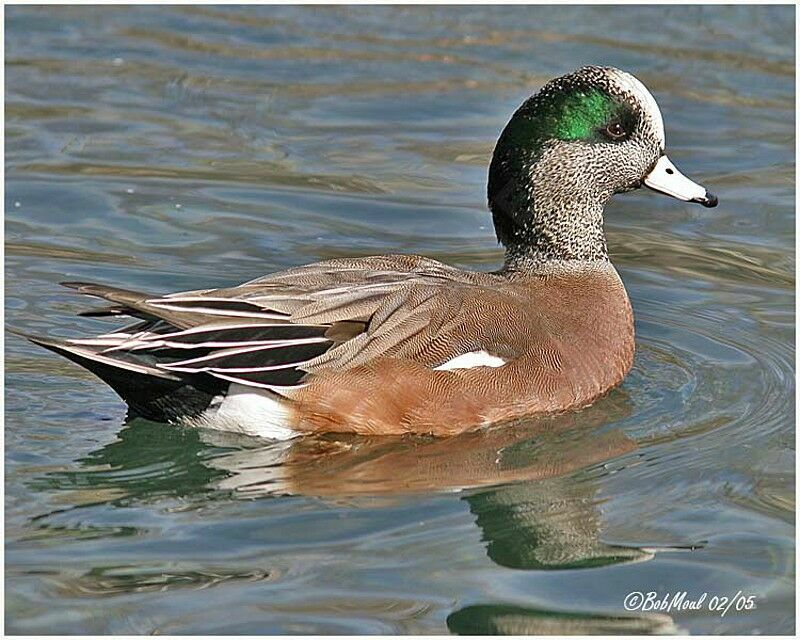 Canard à front blanc