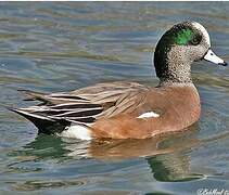 Canard à front blanc