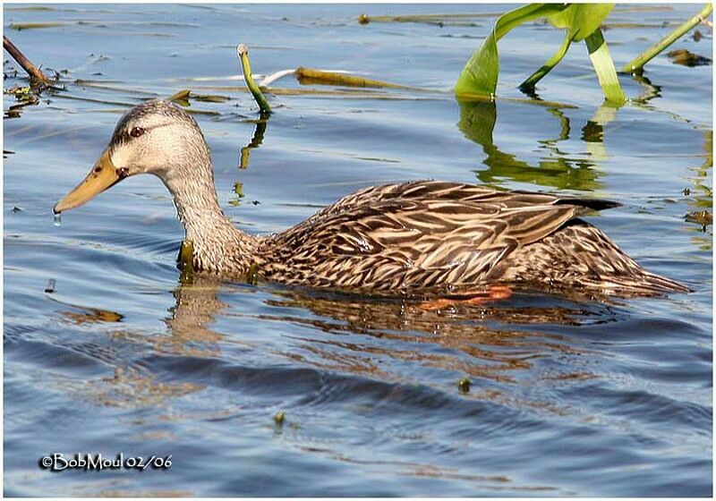 Canard brun femelle adulte