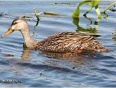 Mottled Duck