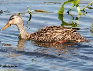 Canard brun