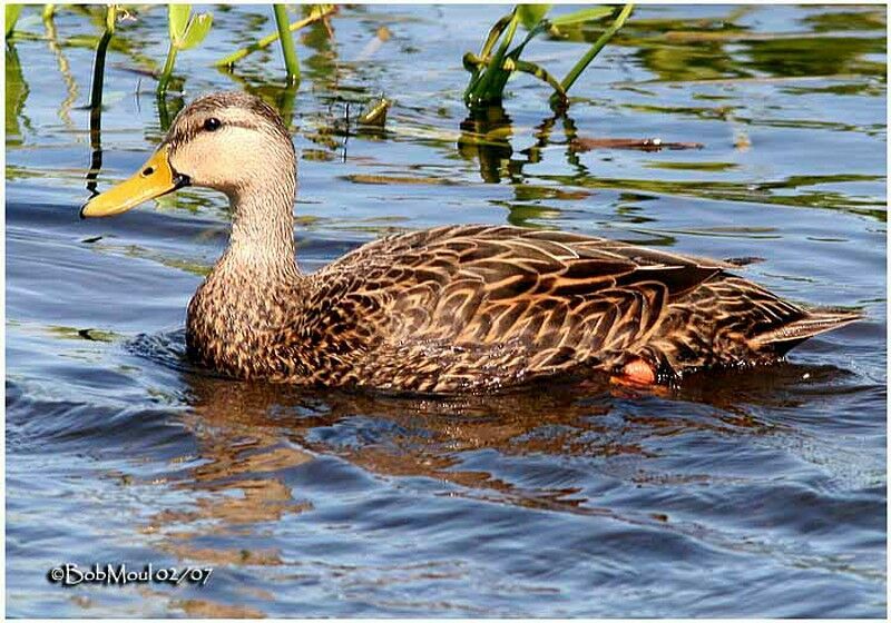 Canard brun mâle adulte