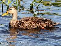 Canard brun