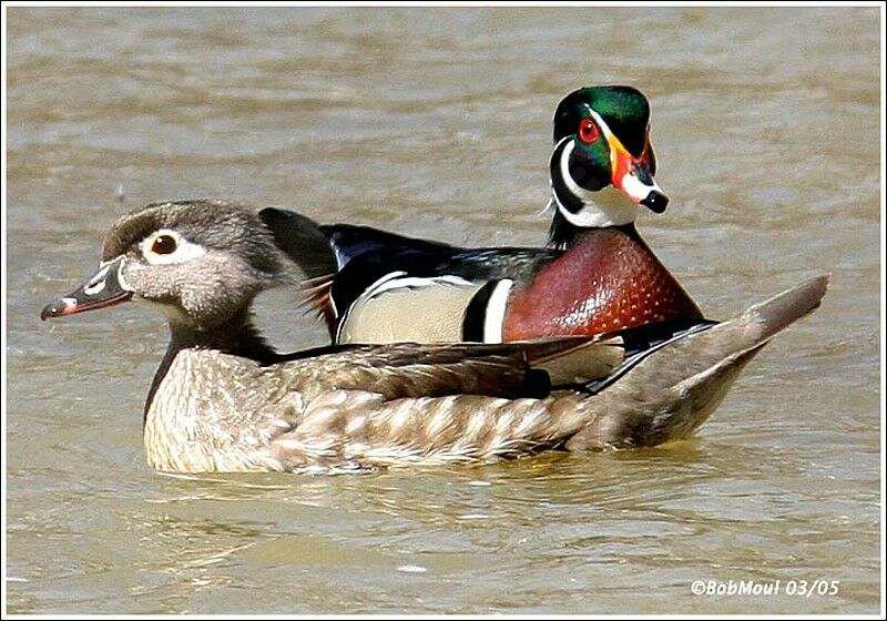 Canard carolin