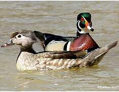 Wood Duck