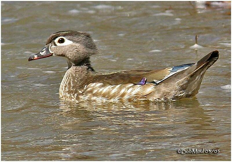 Canard carolin femelle adulte