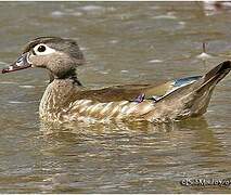 Wood Duck