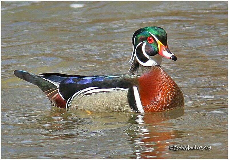 Canard carolin mâle adulte